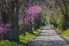 Rural country road near Lexington, Kentucky in spring with redbud tree in full bloom. Art Print